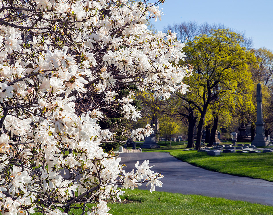 Graceland-Landscape-Crab-Apple-tree---road.jpg